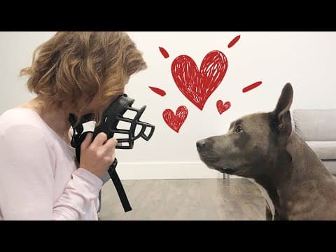 Dog wearing a muzzle during positive training