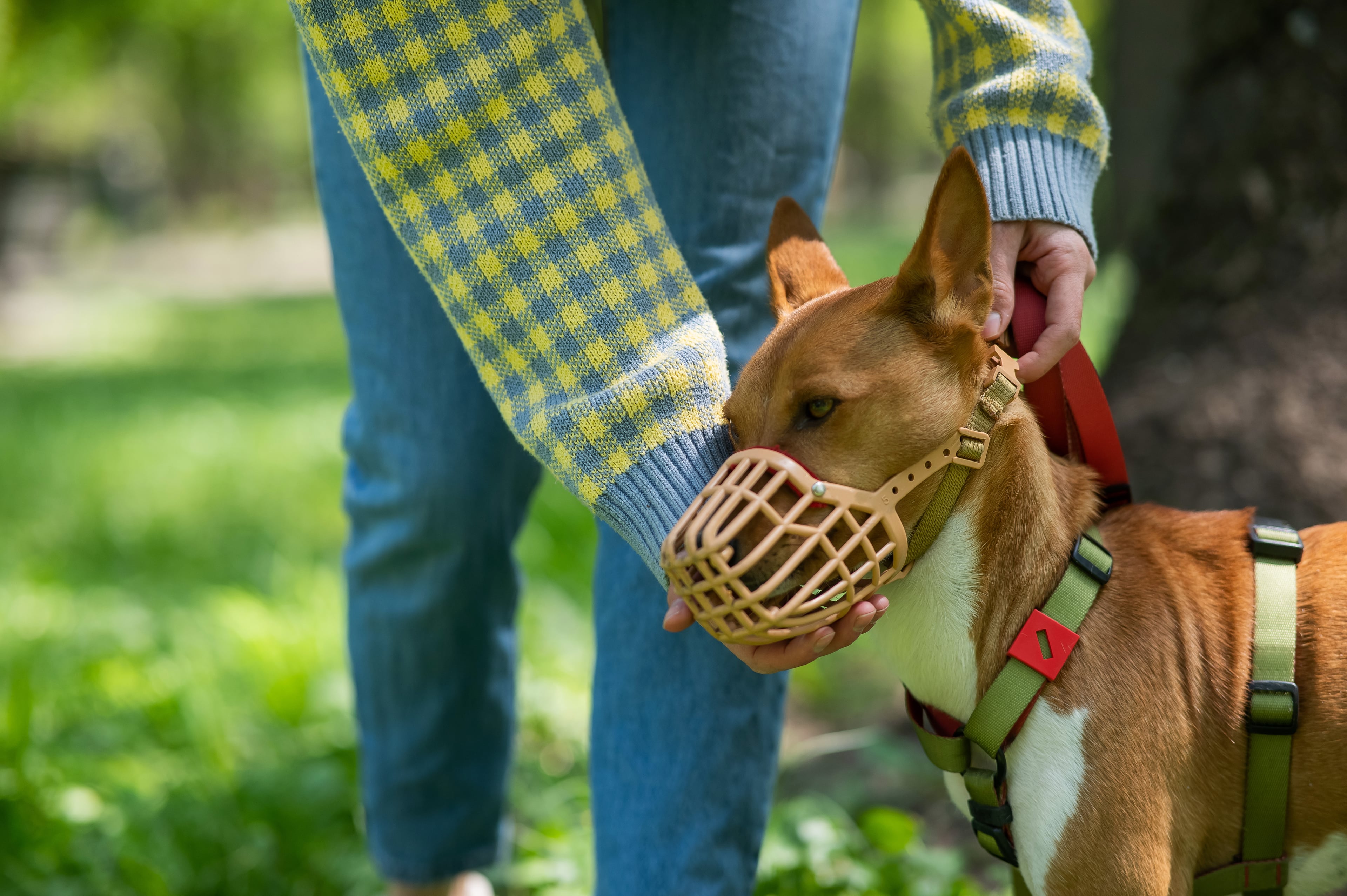 Owner gently fitting a muzzle on their dog in a park setting